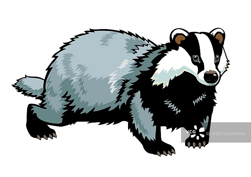 站立的獾图片素材