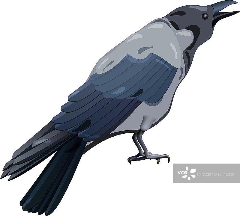 hooded crow图片素材