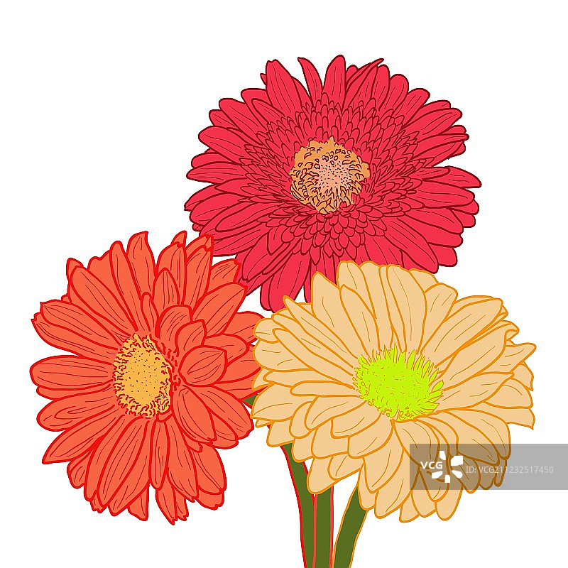 手绘三色非洲菊花束图片素材