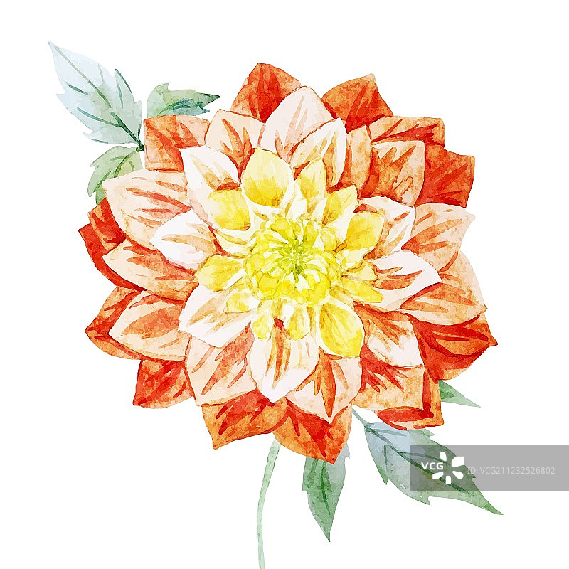 水彩大丽花图片素材