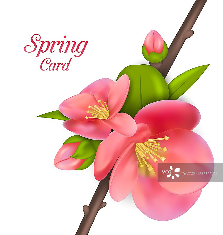 日本木瓜花蕾的枝条图片素材