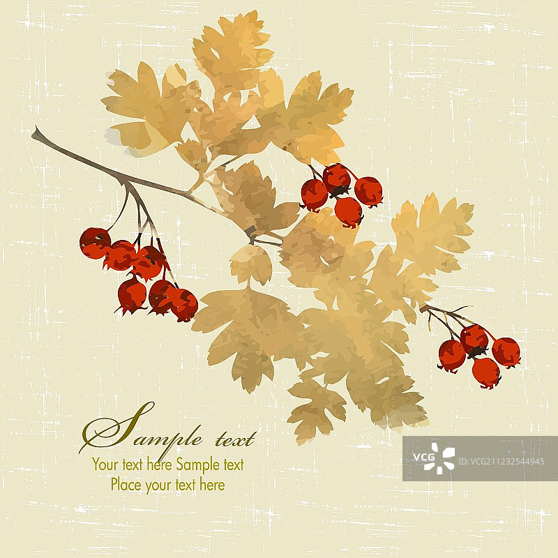 山楂树枝图片素材