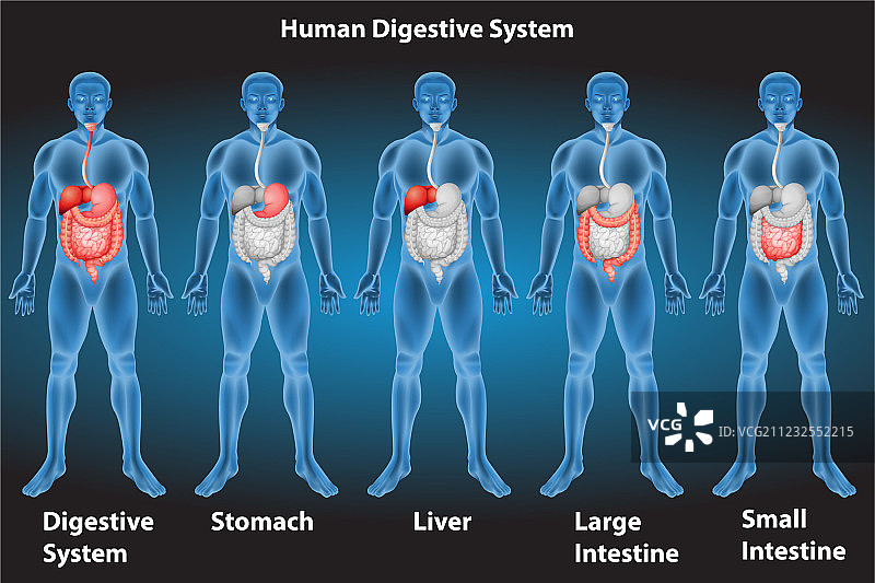 消化系统图片素材