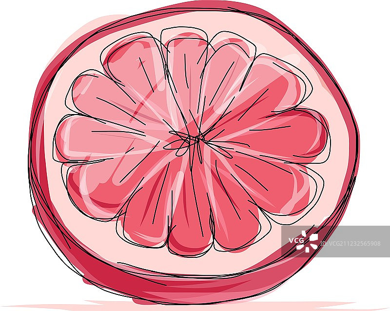 葡萄柚设计速写图片素材