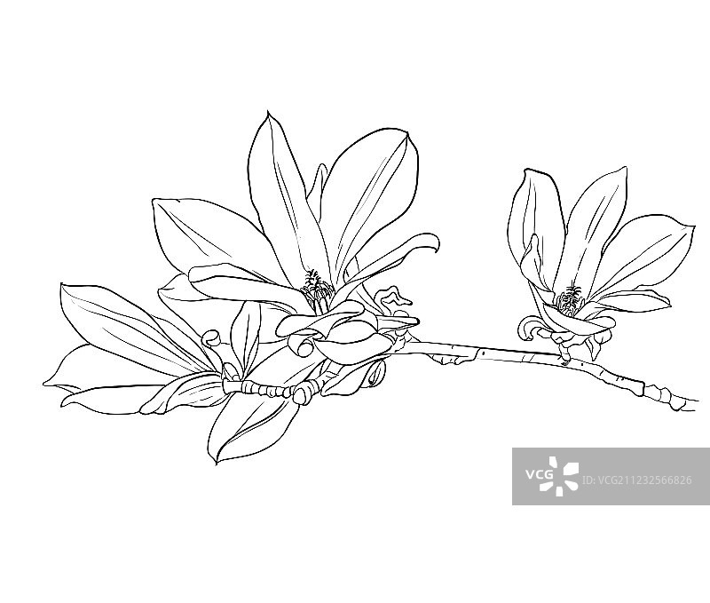 手绘玉兰花图片素材