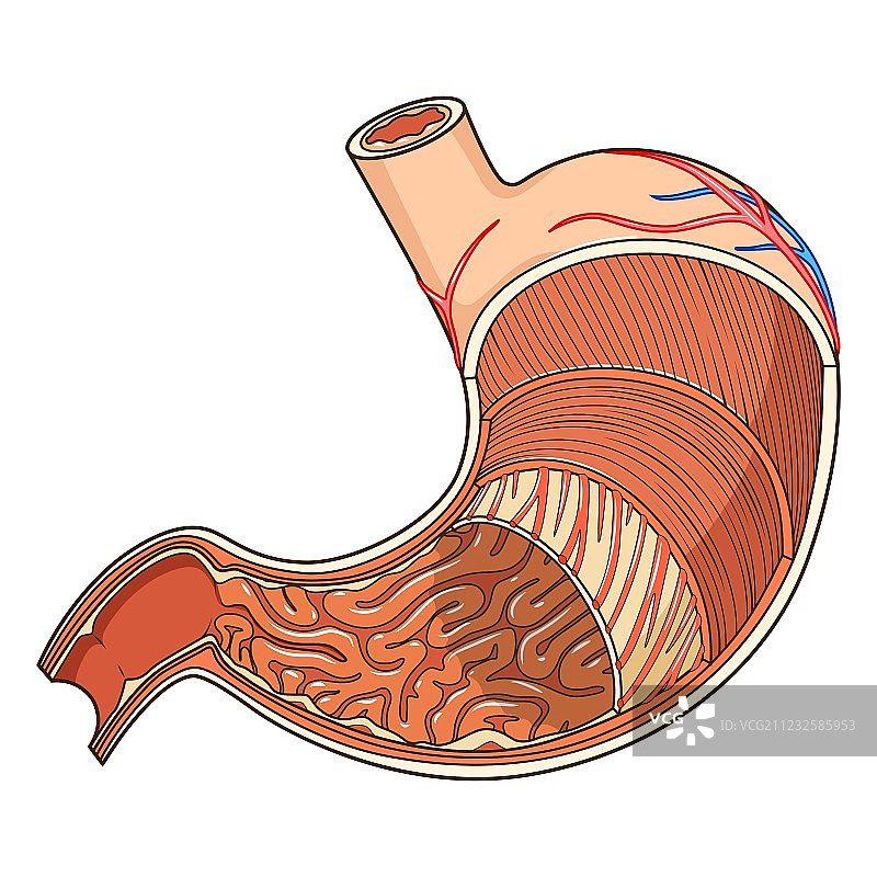 胃部医疗教育结构图片素材