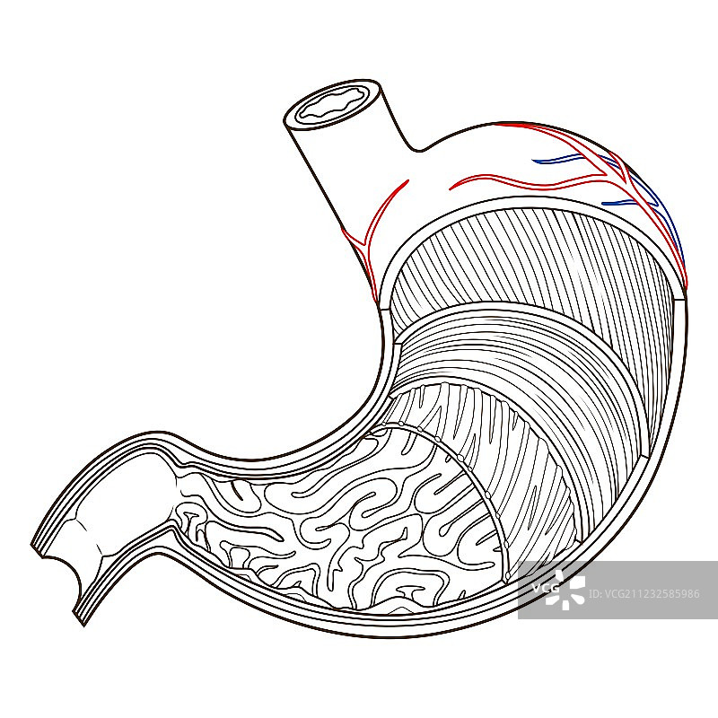 胃部医疗教育结构图片素材