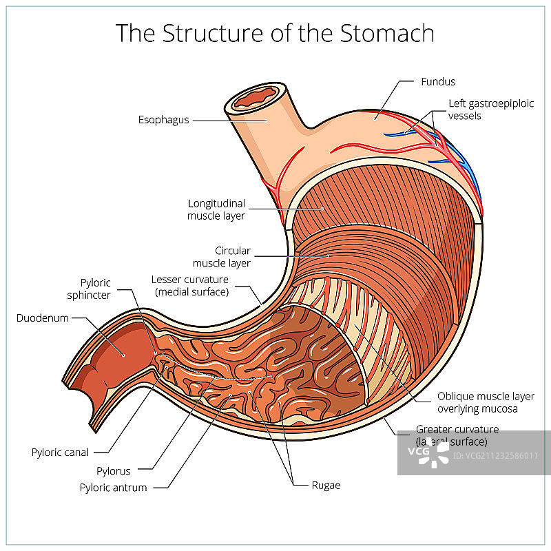 胃部医疗教育结构图片素材