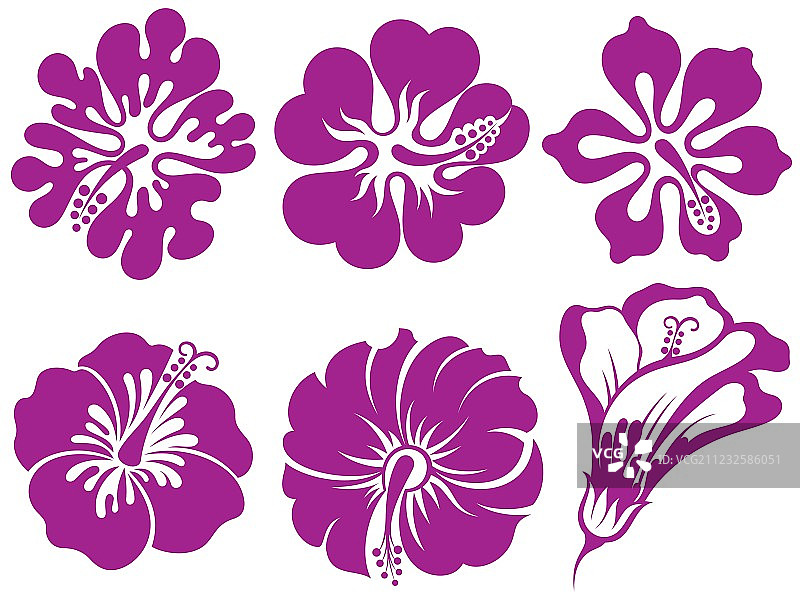 木槿花剪影合集图片素材