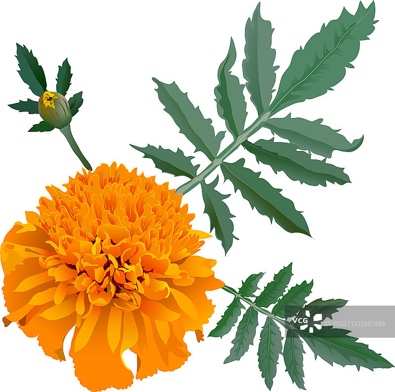 橙色万寿菊花图片素材