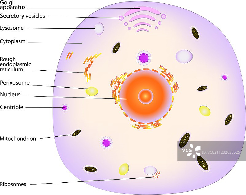 动物细胞图片素材