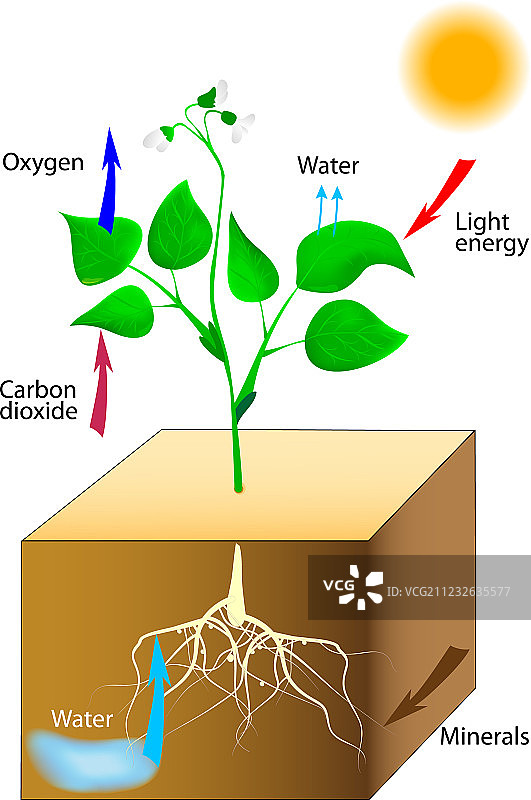 光合作用图片素材