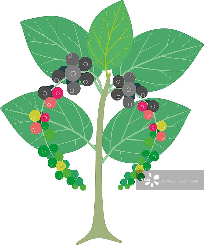 黑胡椒粉图片素材