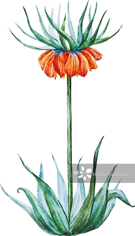 热带花卉图片素材