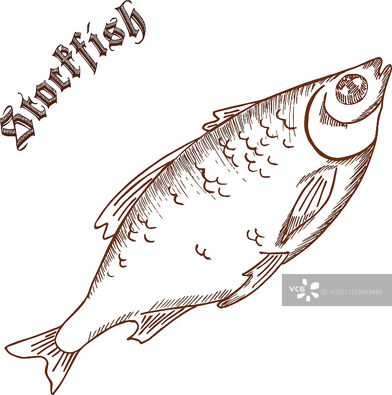 手绘鳕鱼标签铅笔画图片素材