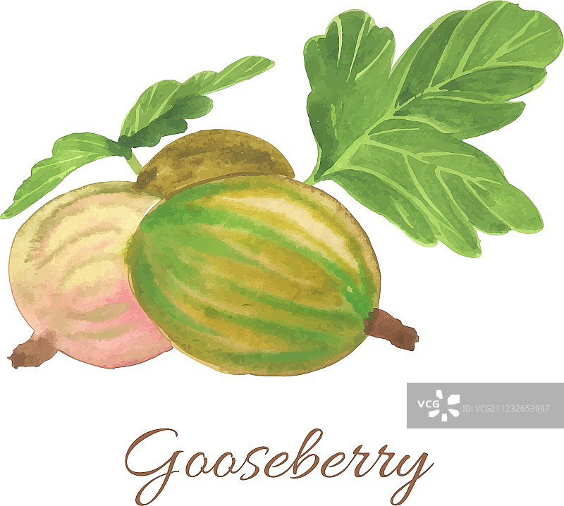 手绘醋栗图片素材