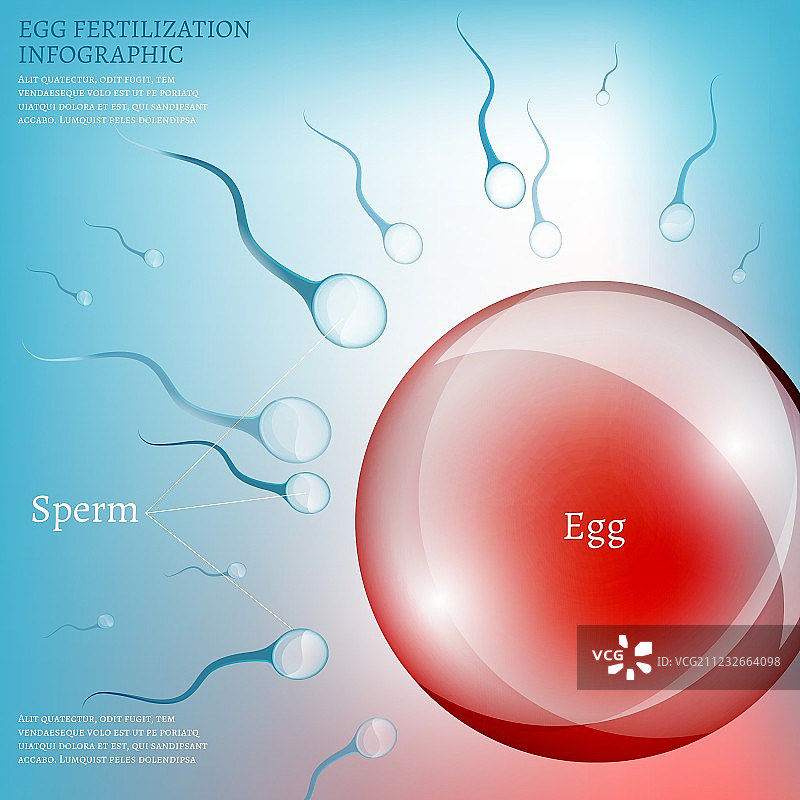 卵子受精图片素材