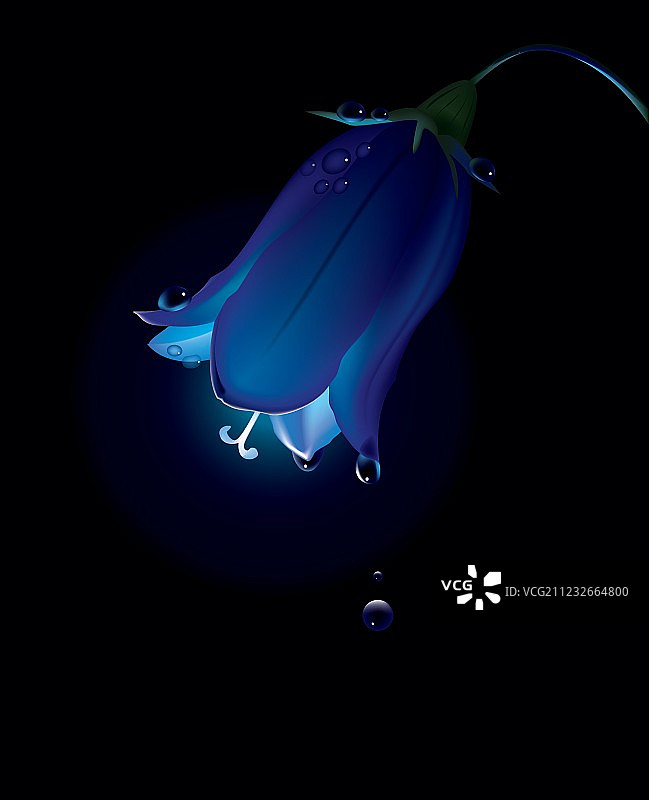 夜晚露水中的风铃草图片素材