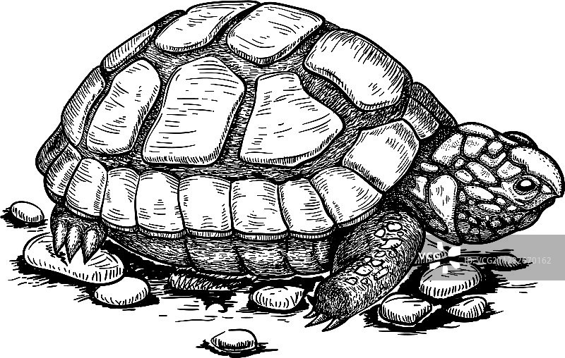 雕刻海龟图片素材