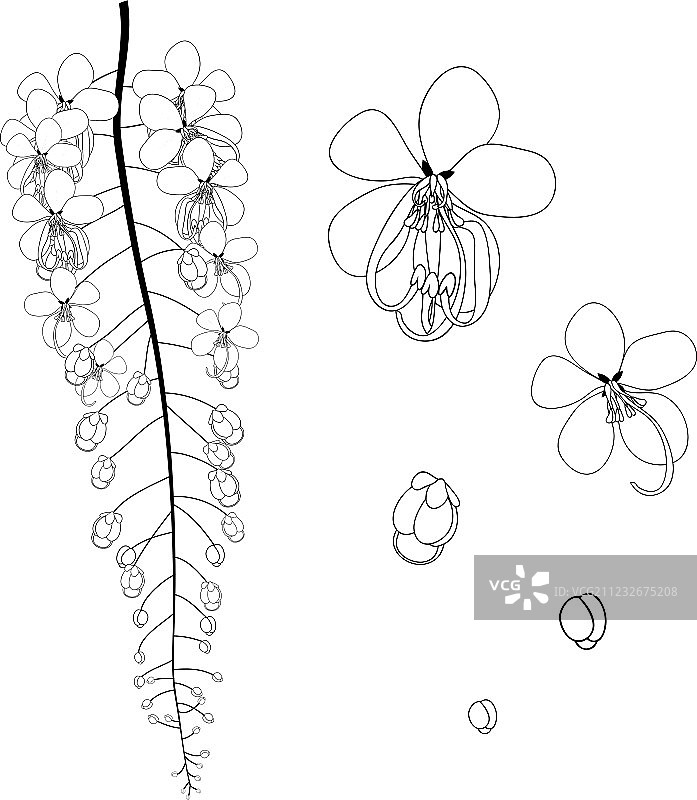 决明子瘘-金淋浴花黑图片素材