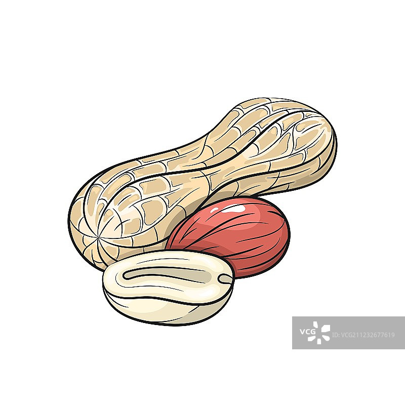白色背景上的花生图片素材