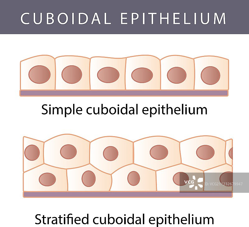 上皮细胞图片素材