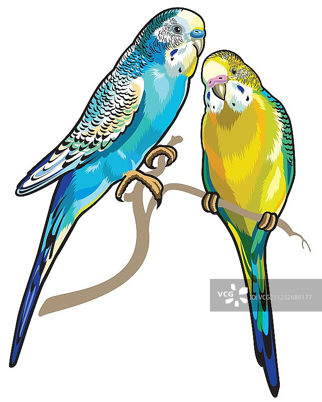 虎皮鹦鹉图片素材