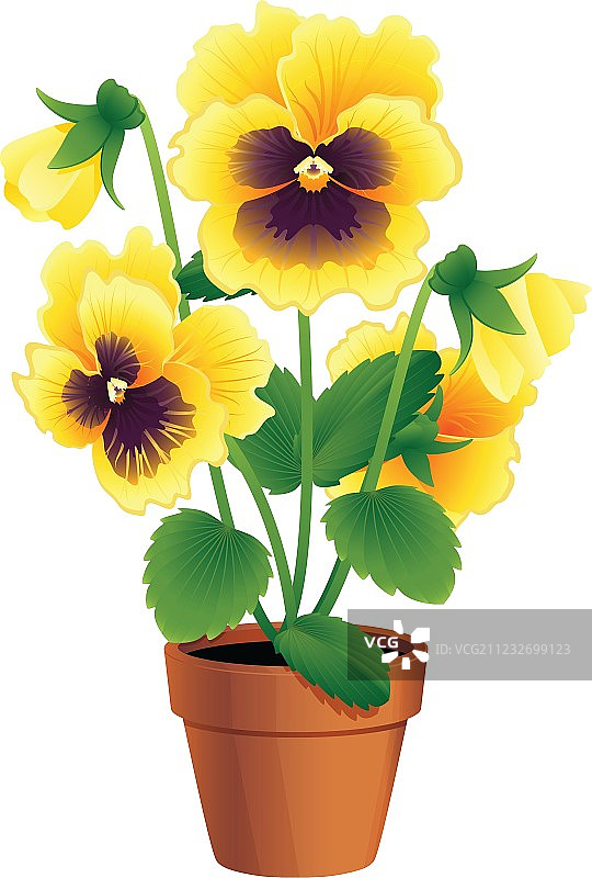 堇型花图片素材