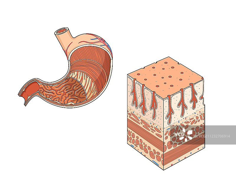 胃部医疗教育结构图片素材