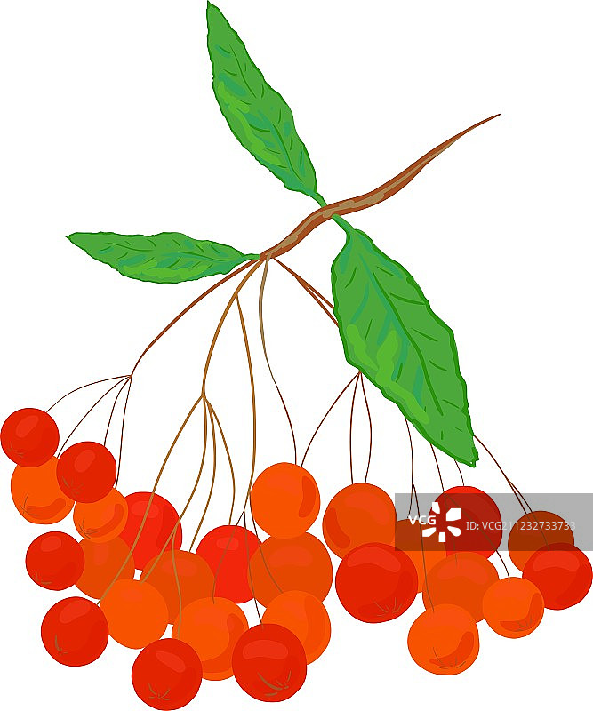 花楸浆果图片素材