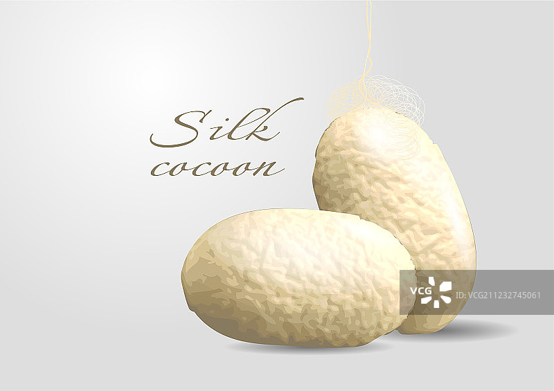 蚕茧图片素材