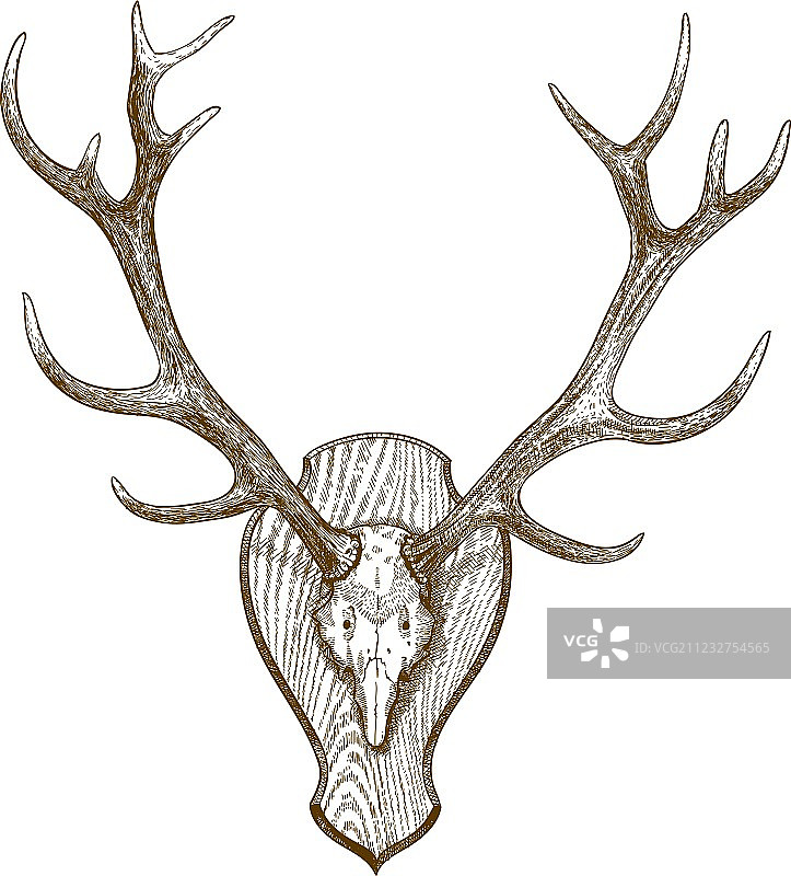 雕刻鹿角头骨图片素材