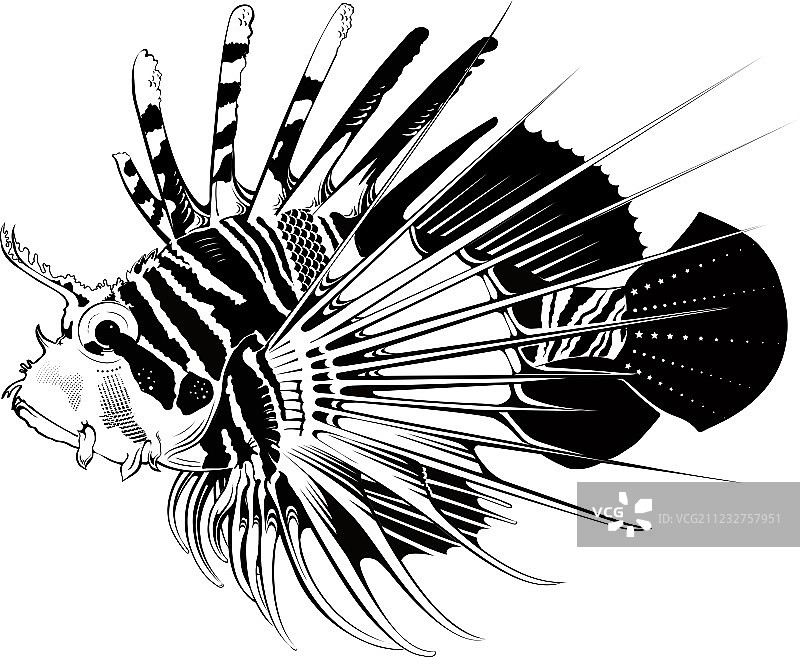 热带鱼图片素材