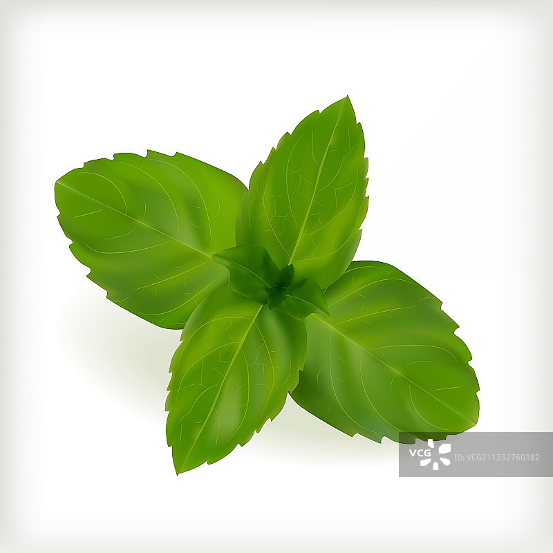 新鲜薄荷叶图片素材