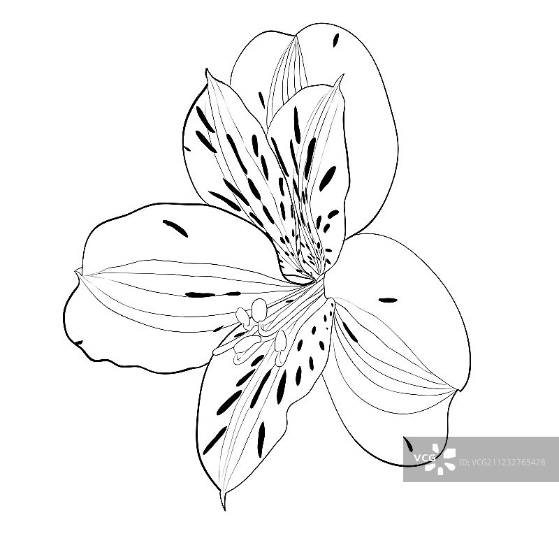 美丽的黑白单色六出花图片素材