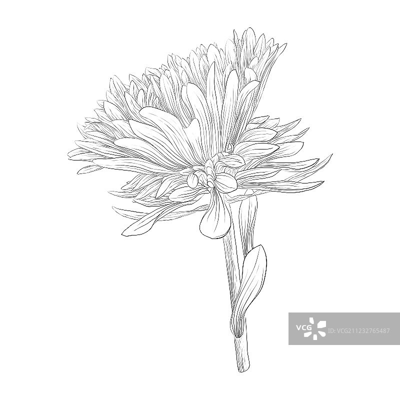 黑白翠菊图片素材
