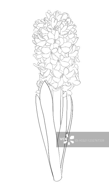 白色背景上的黑白风信子图片素材