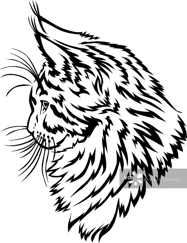 缅因库恩猫图片素材