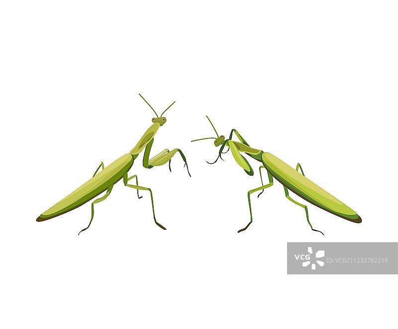 两只螳螂正在战斗图片素材