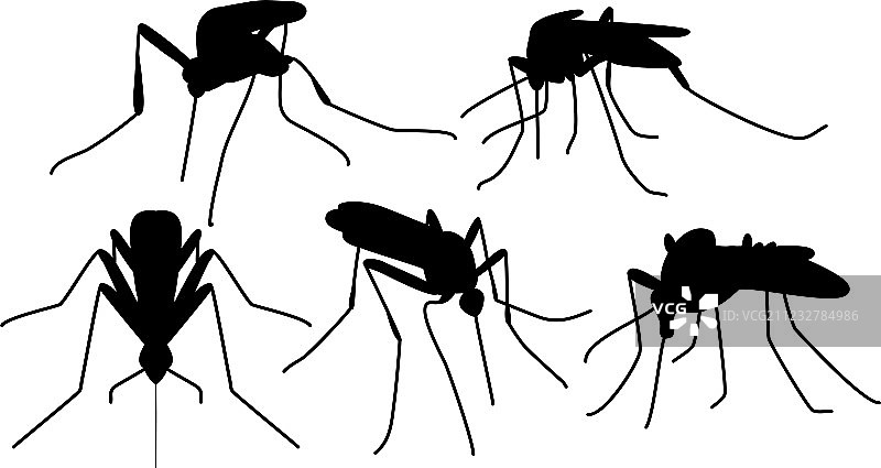 叮咬的蚊子图片素材