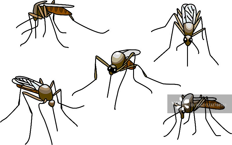 叮咬的蚊子图片素材