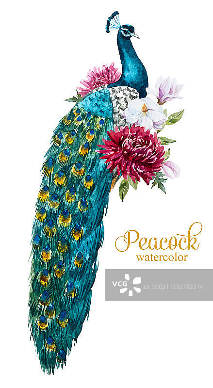 水彩孔雀与花卉图片素材