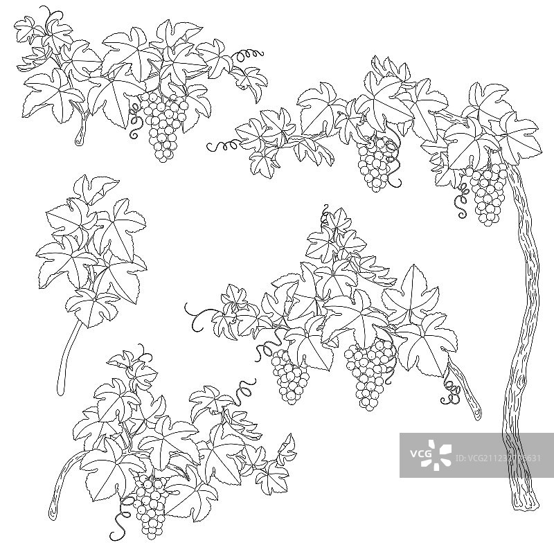葡萄轮廓合集图片素材