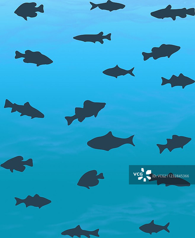 15个鱼类轮廓图片素材