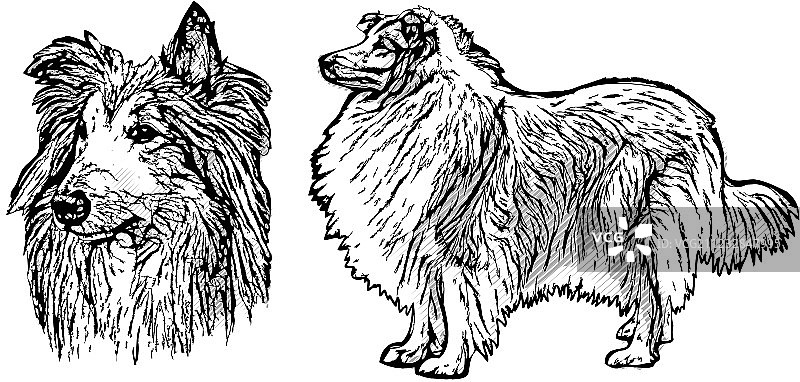 柯利牧羊犬图片素材