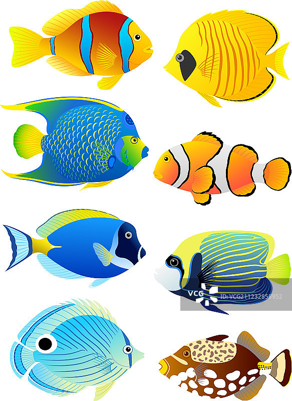 一组热带鱼图片素材