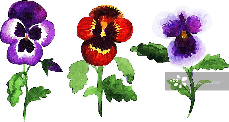 三色紫罗兰图片素材