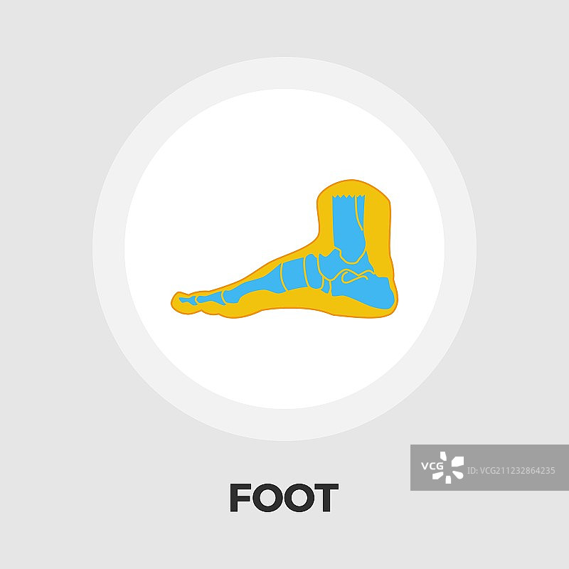 足部解剖扁平图标图片素材