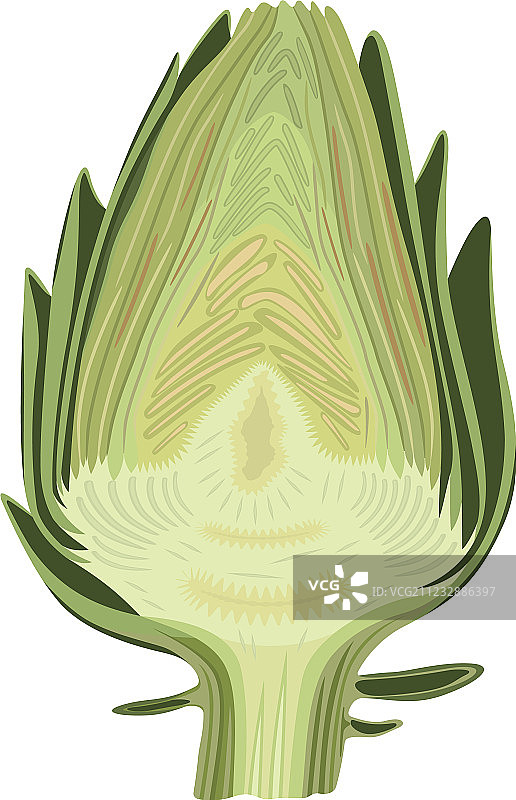 半个朝鲜蓟图片素材