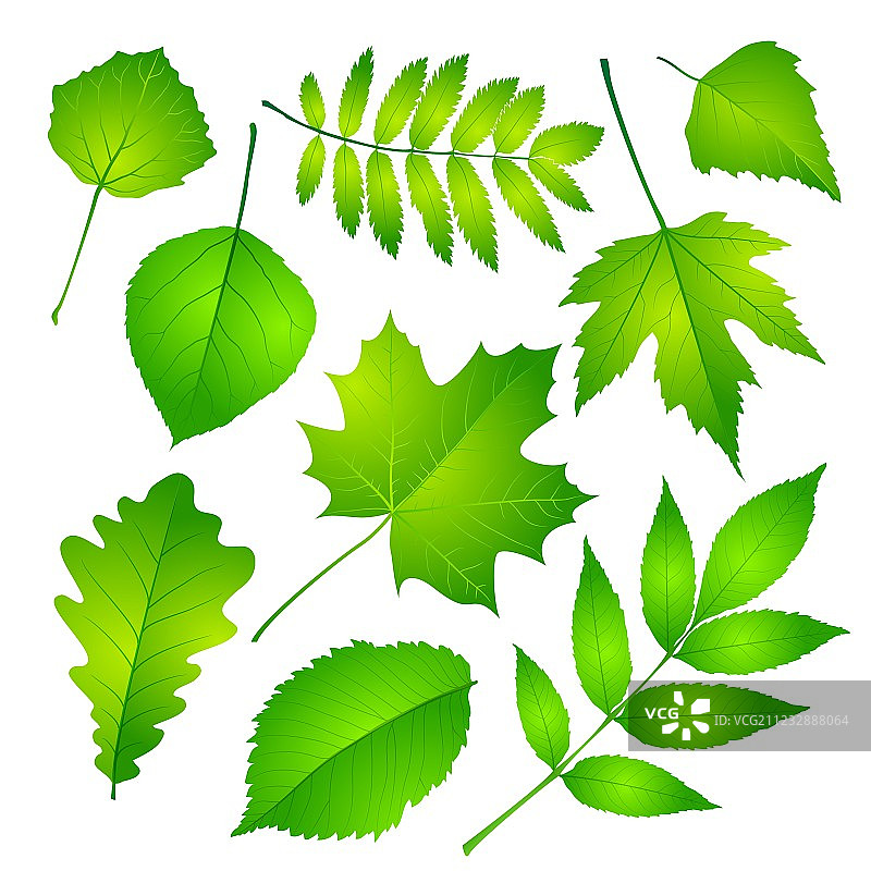 绿色叶子合集 EPS 10图片素材